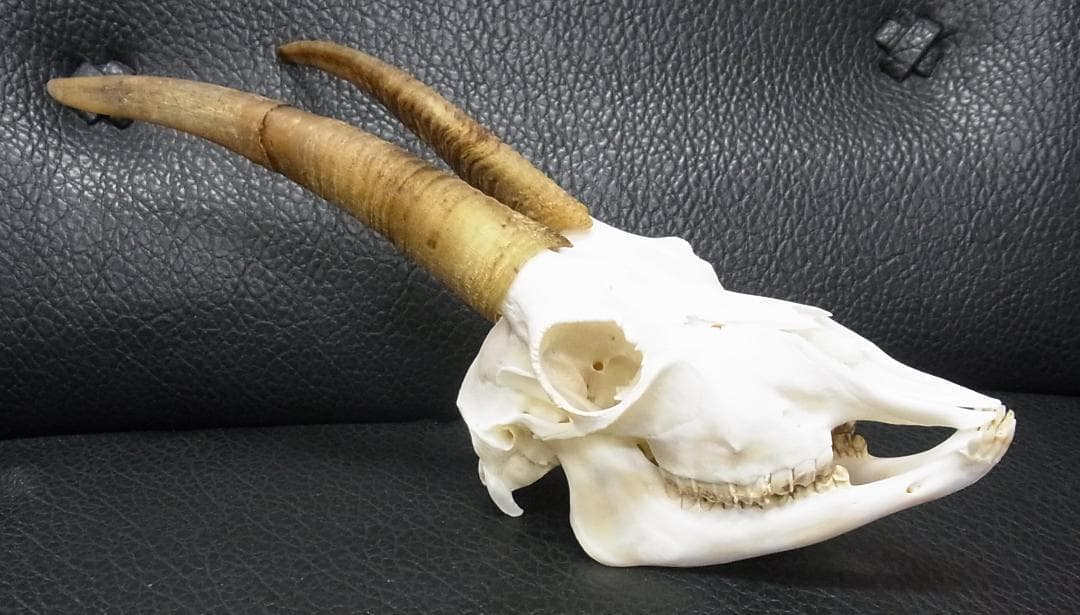 高品質　ヨーロッパヤギ スカルホーン（下顎付）
