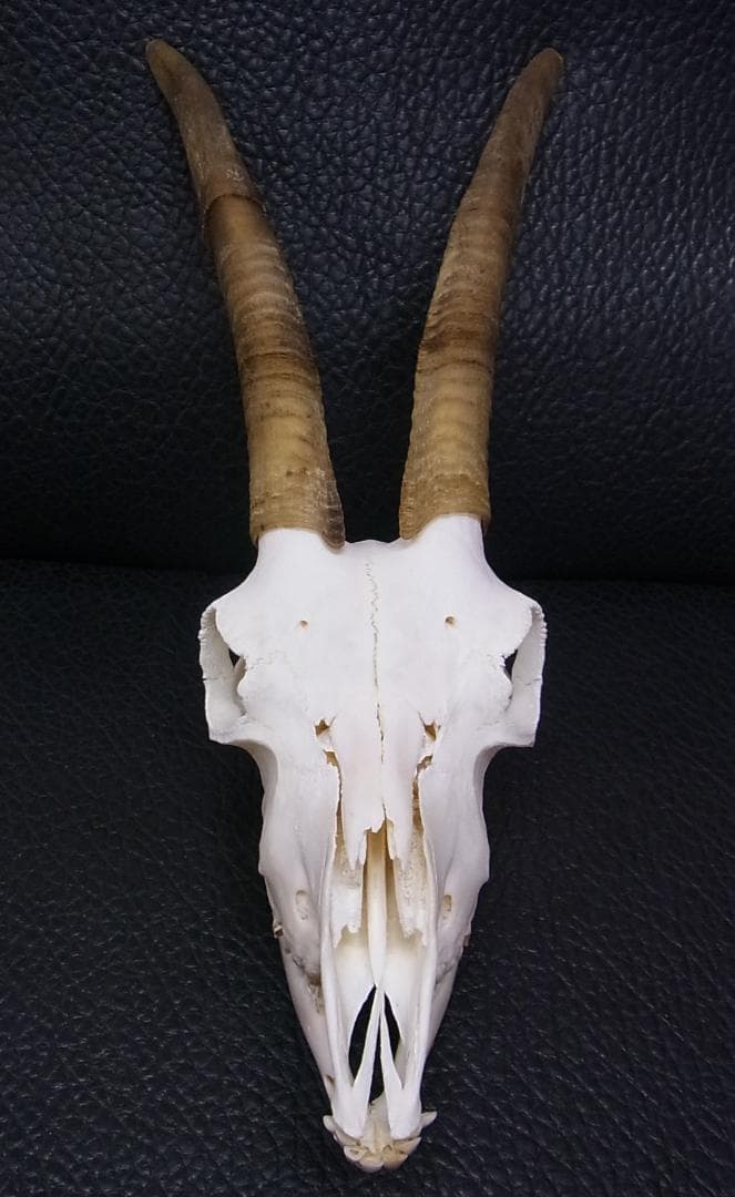 高品質　ヨーロッパヤギ スカルホーン（下顎付）