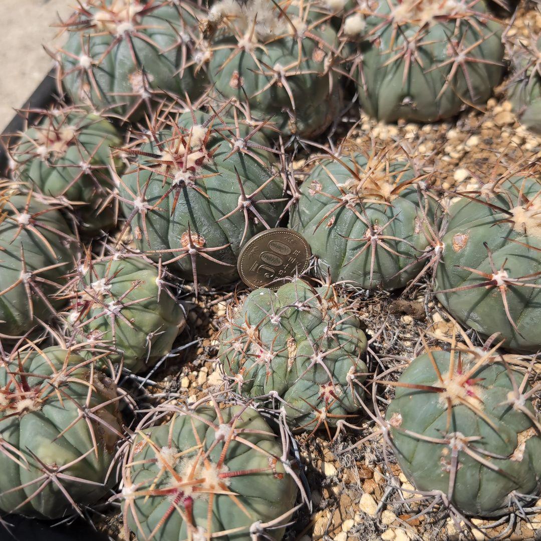 実生　エキノカクタス　白刺　翠平丸(太平丸)　鉢ごと送料込み
