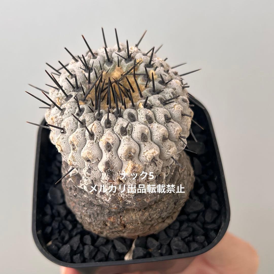 コルムナアルバ③ 孤竜丸 コピアポア(検索)サボテン 黒王丸 黒士冠 銅羅丸