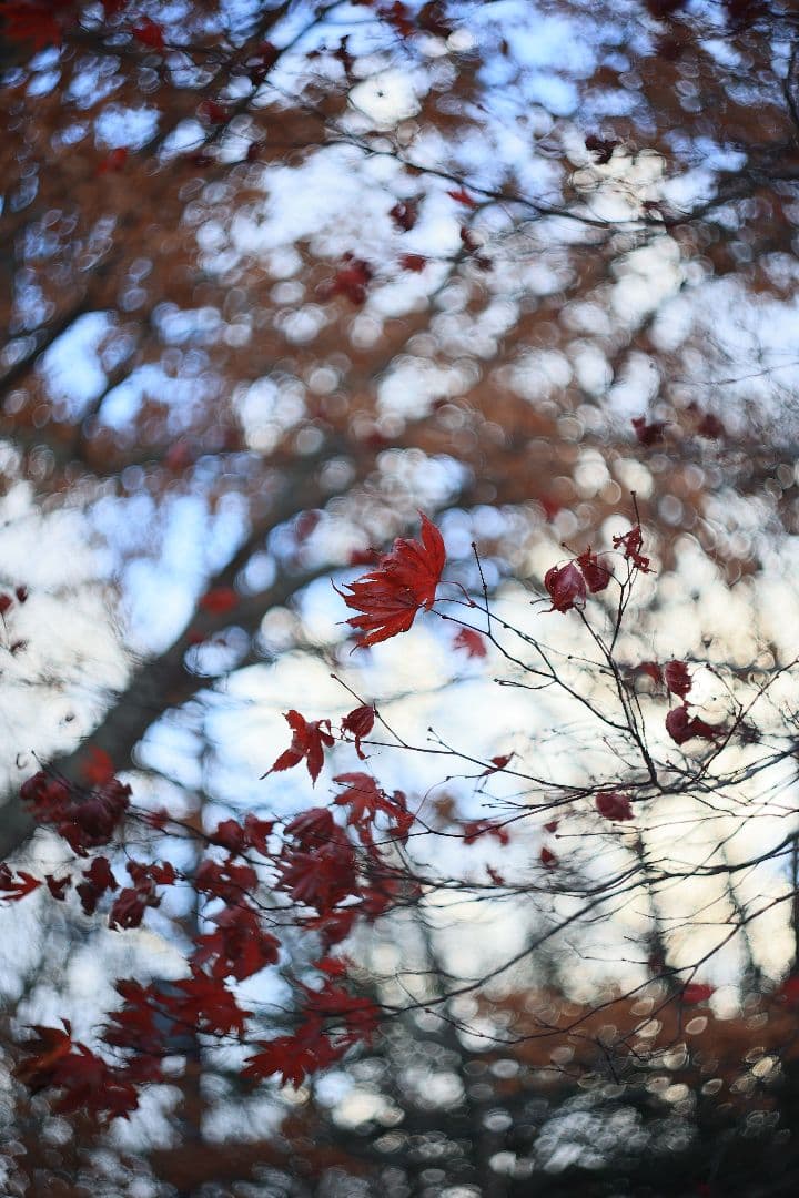 MC HELIOS-44M-6 58mm F2 《Valdai製》【美品】