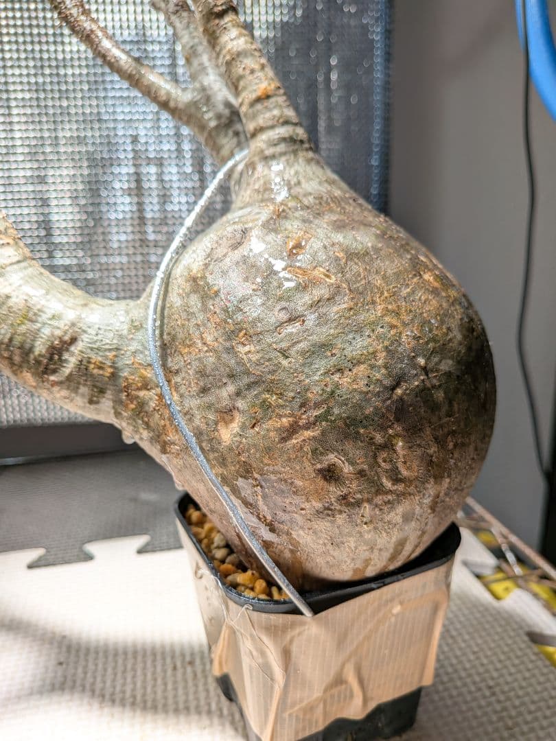 イ*ワ様 パキポディウム　グラキリス現地球