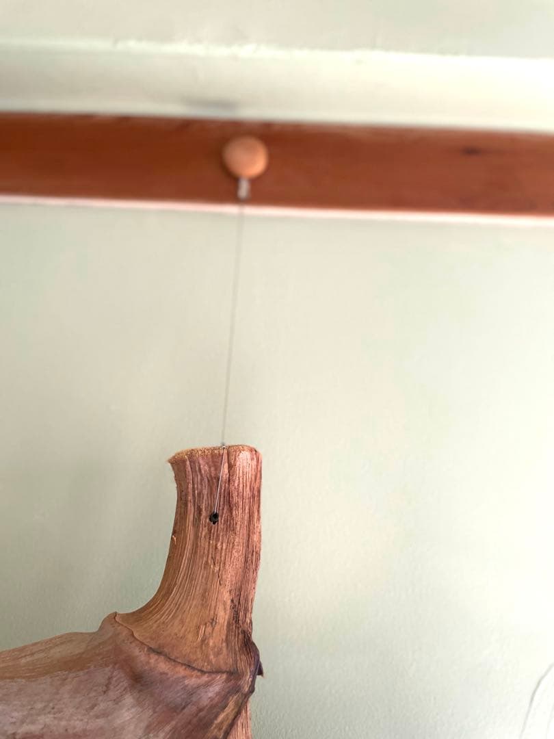 タビビトノキ　(石垣島産)