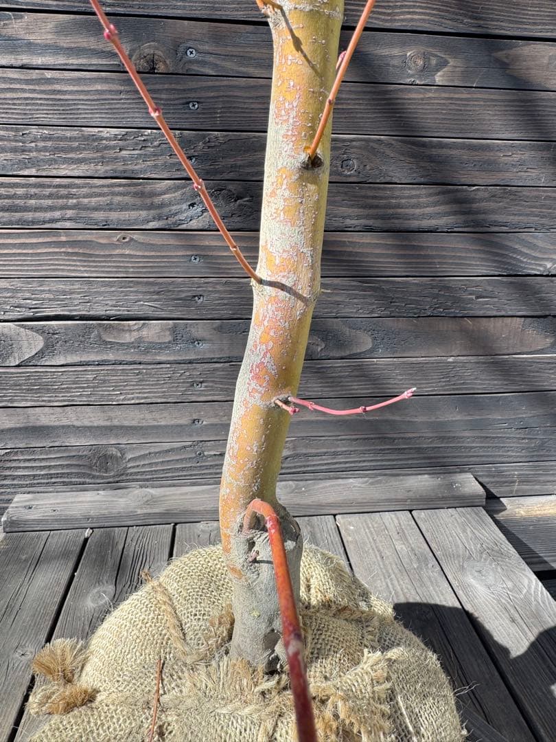 《桂紅葉》カツラモミジ/大株【現品発送】管理80047