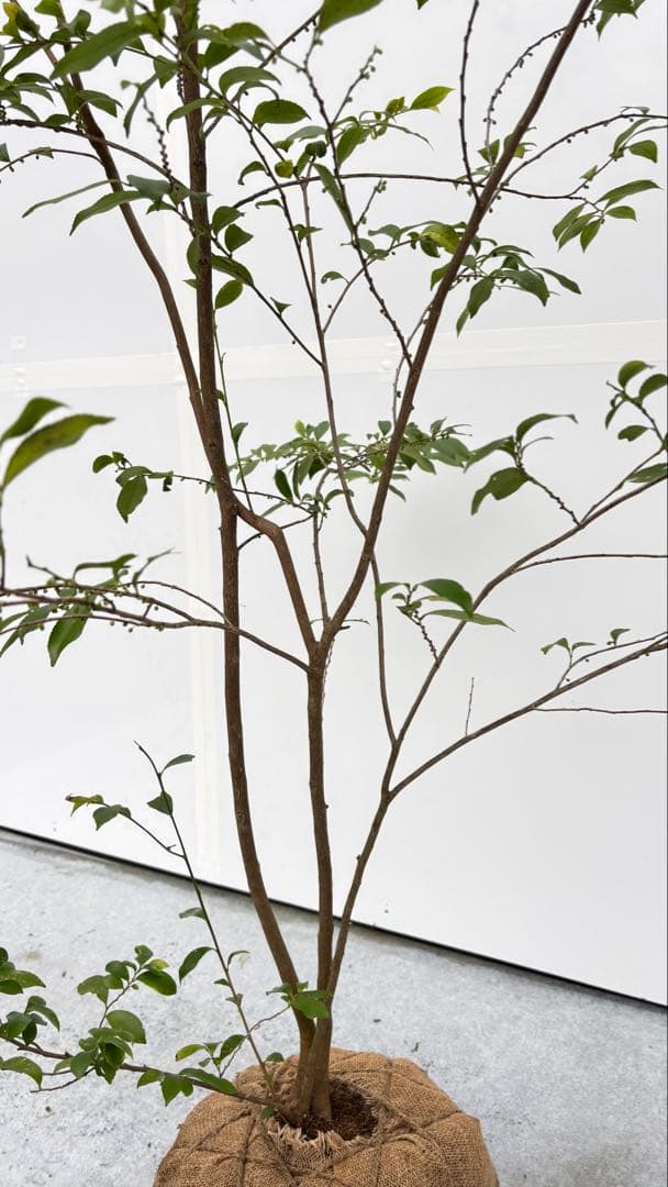 自然な樹形が美しい 山採りの ヒサカキ 698 樹高2.1m位 ヒメサカキ 姫榊