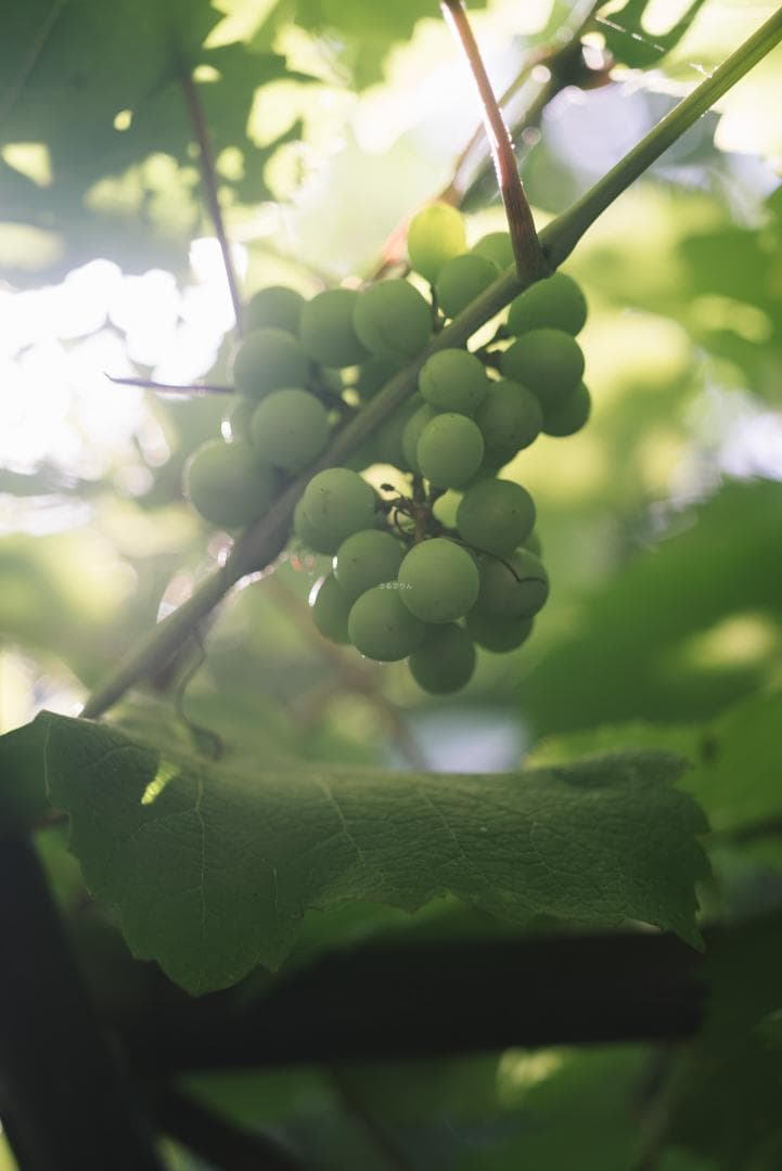 虹が出る！沈胴の巨人！Leica Elmar M 90mm F4 沈胴