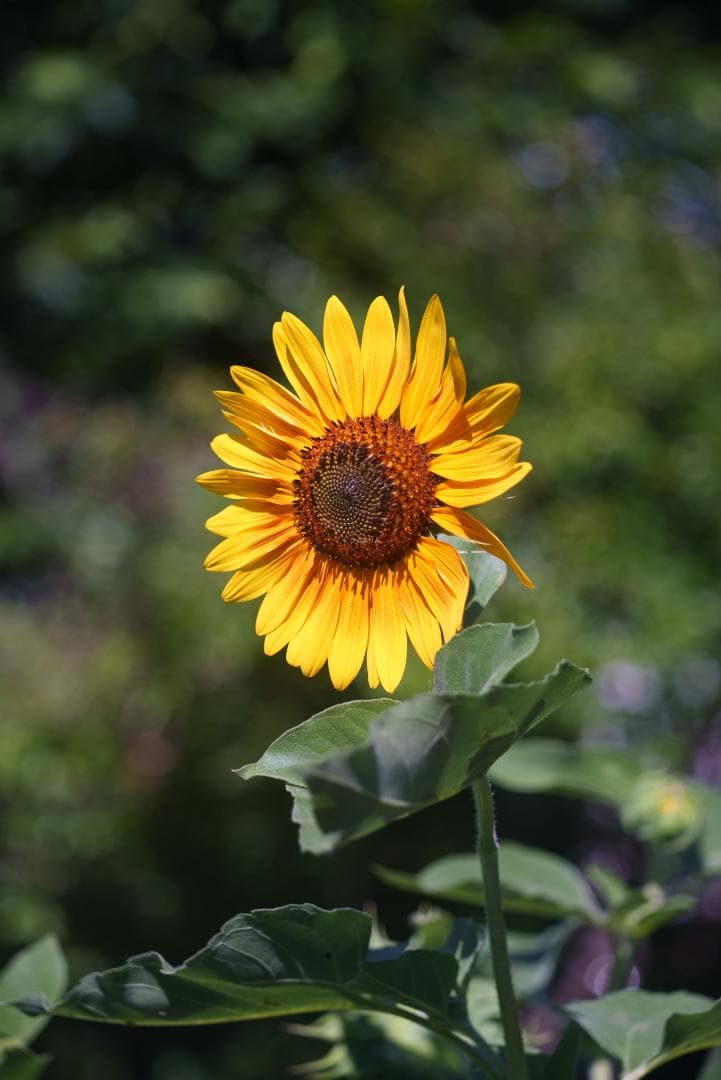 虹が出る！沈胴の巨人！Leica Elmar M 90mm F4 沈胴