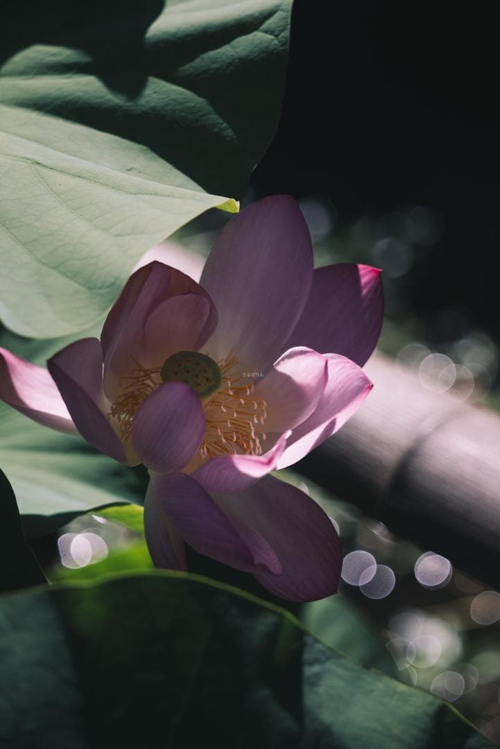 虹が出る！沈胴の巨人！Leica Elmar M 90mm F4 沈胴