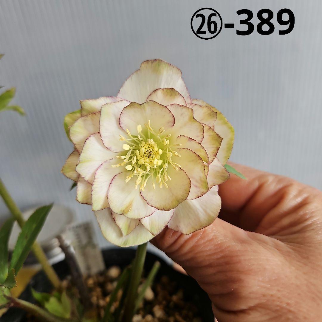 ㉖-389クリスマスローズ