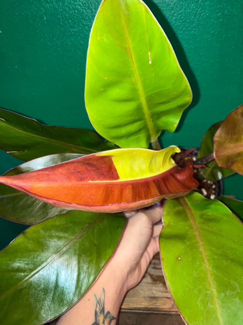Philodendron 'Imperial Yellow Flame'3.5号