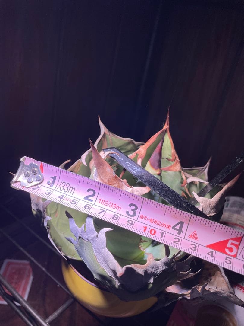 C*A様 アガベ　オテロイ　オアハカ現地球