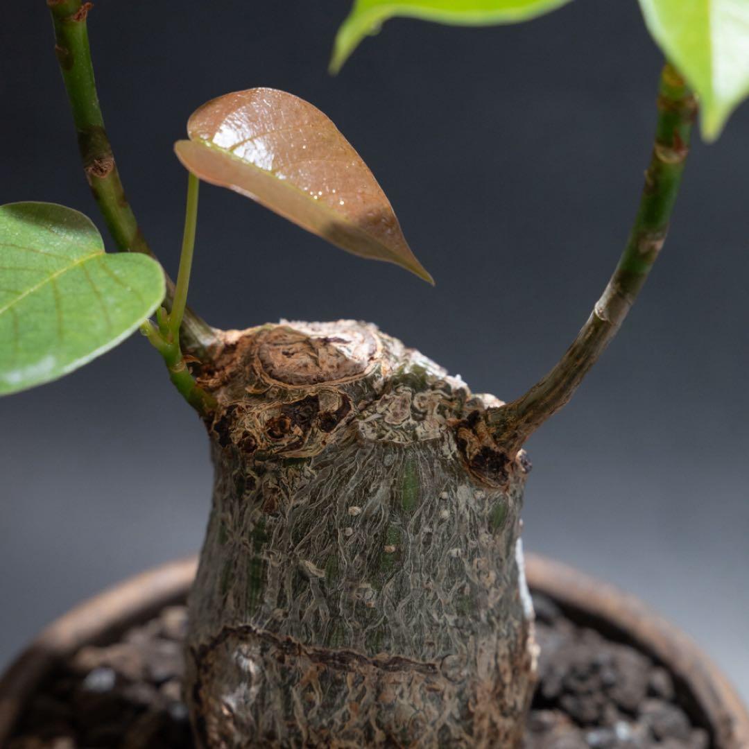 プセウドボンバックスエリプティクム