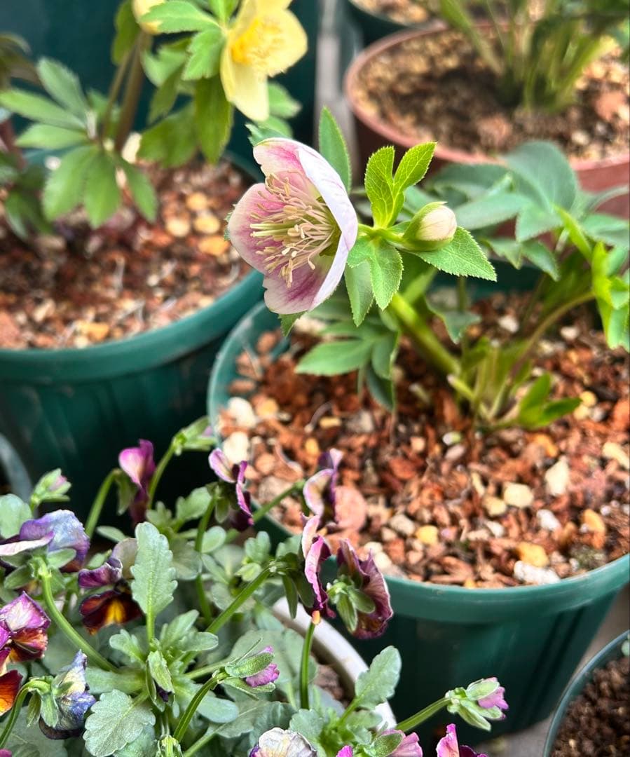 クリスマスローズ　大和園　パステリッシュストレイン　小輪多花　未株分け　6号