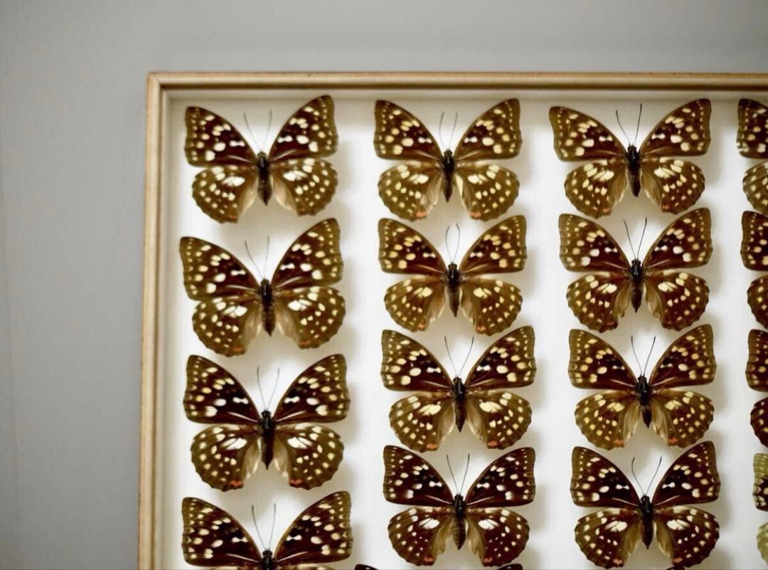 蝶標本 オオムラサキ　日本国産 産地別コレクション 研究用 大型ドイツ箱