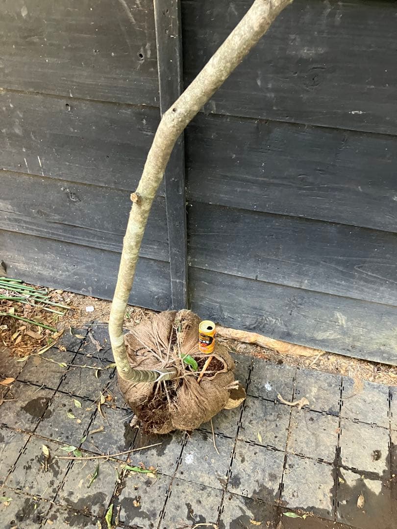 20 山採り　ソヨゴ　雌雄不明