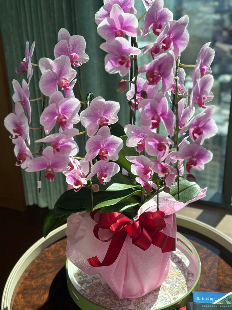 至急 お買い特　胡蝶蘭　訳あり