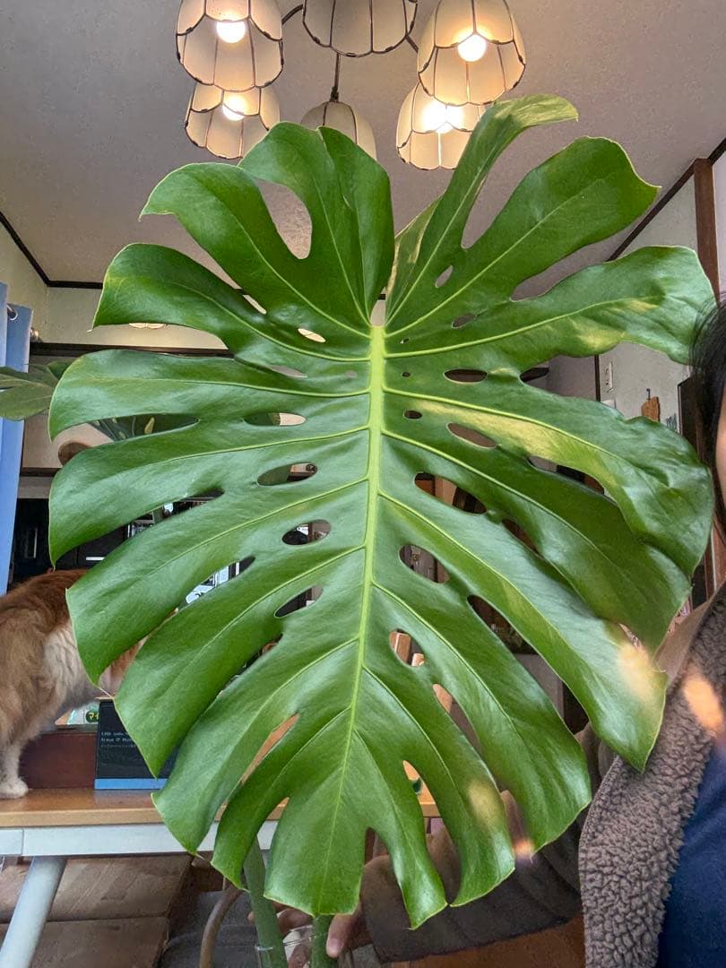 [値段下げ］モンステラマクロコソムカット苗 葉長70cm 水耕管理中