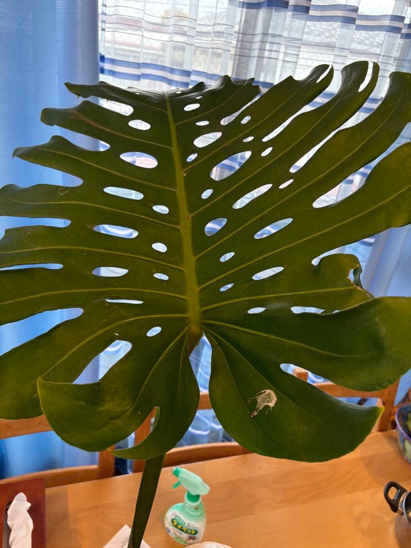 [値段下げ］モンステラマクロコソムカット苗 葉長70cm 水耕管理中