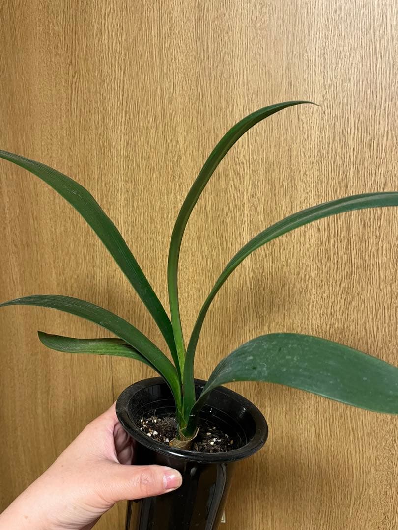 君子蘭　緑花　実生苗