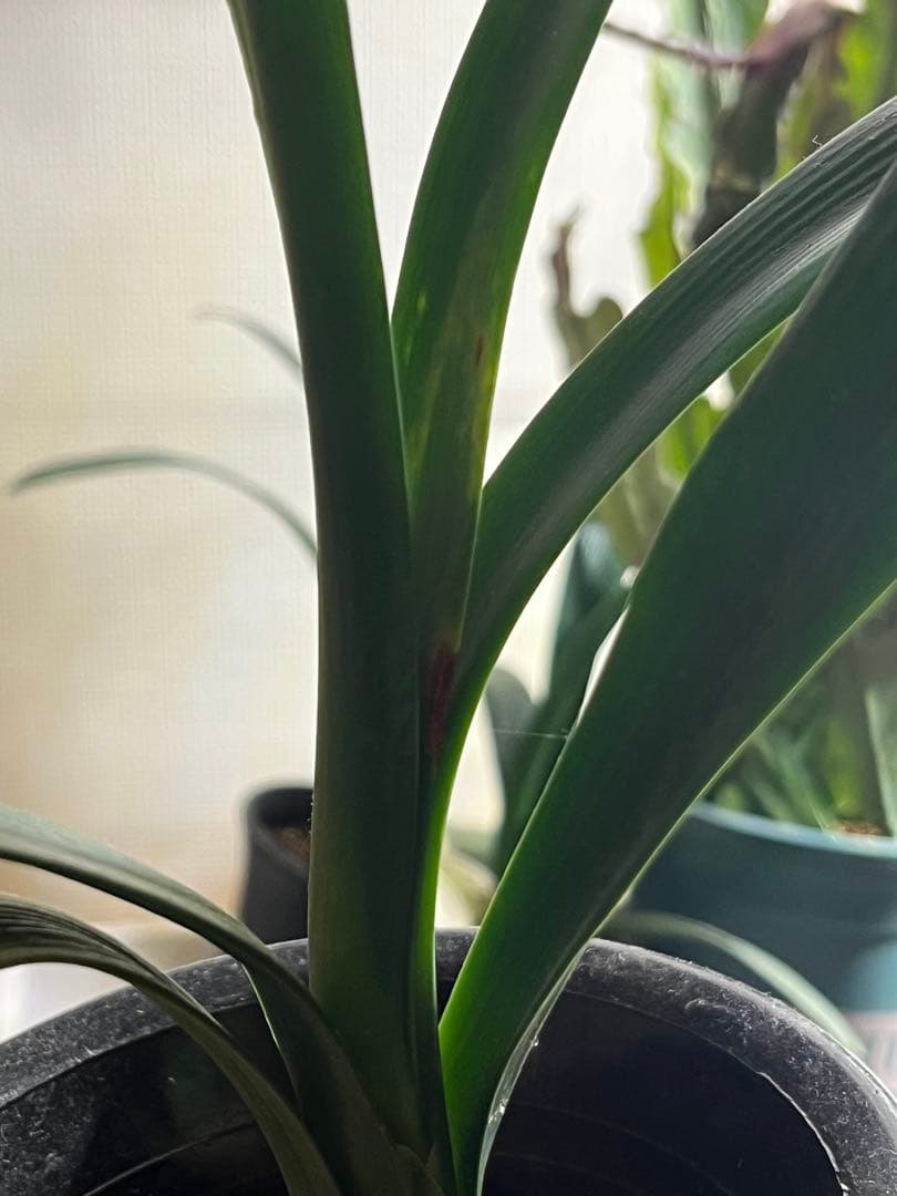 君子蘭　緑花　実生苗