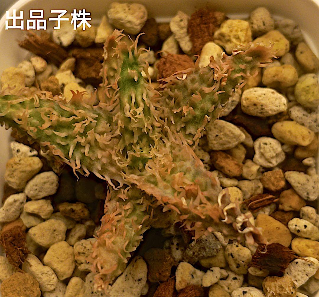 極上　belfiore succulent赤タグ　アロエハイブリッド子株　速達