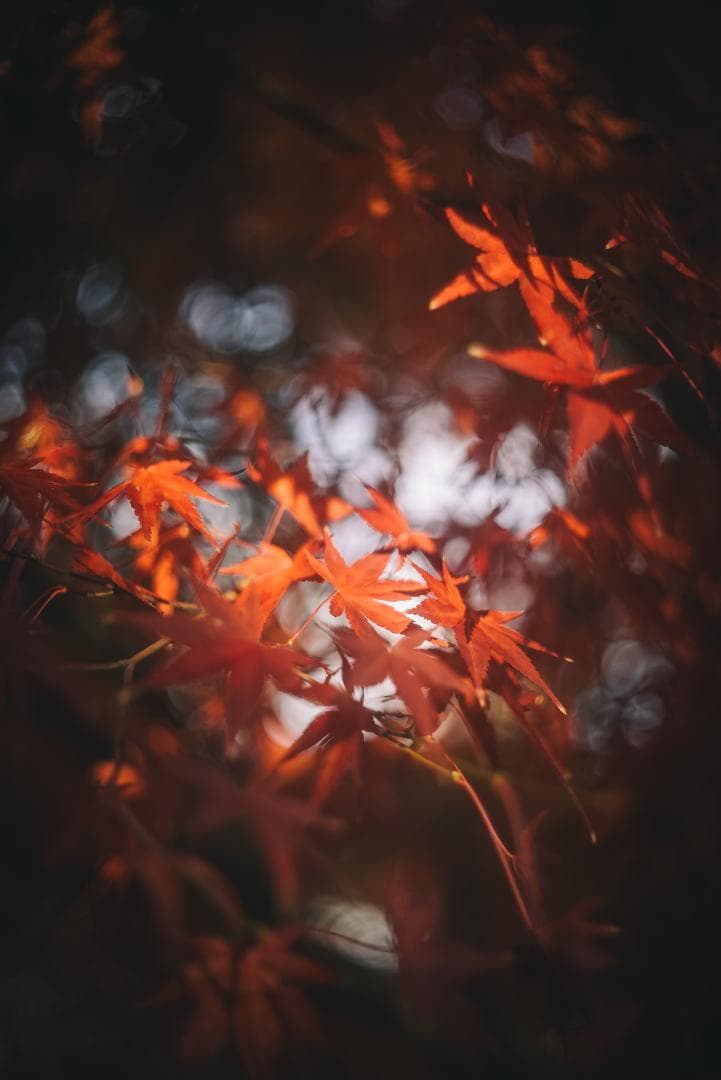 虹が出るライカの癖玉！Leica Summar 50mm f2 オールドレンズ