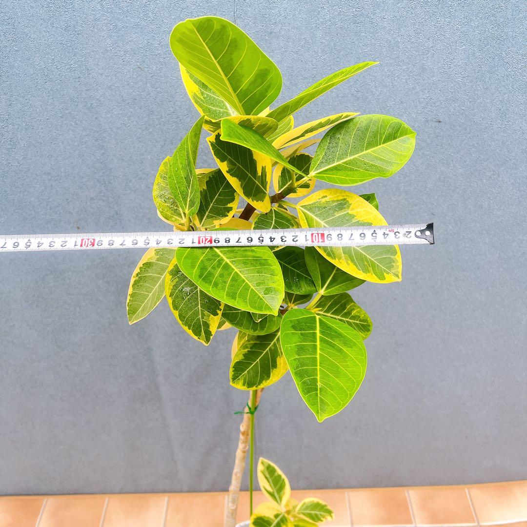 現品　フィカス　ゴムの木　アルテシマ　曲がり　10番　観葉植物　インテリア　人気