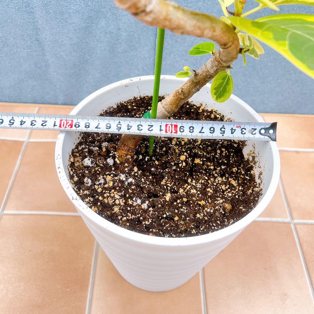 現品　フィカス　ゴムの木　アルテシマ　曲がり　10番　観葉植物　インテリア　人気