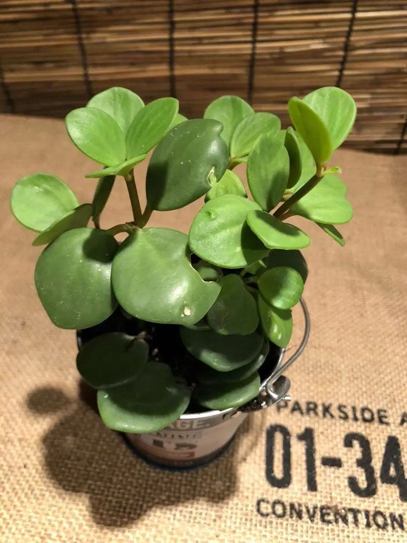 観葉植物 ぺぺロミア ホープ♡