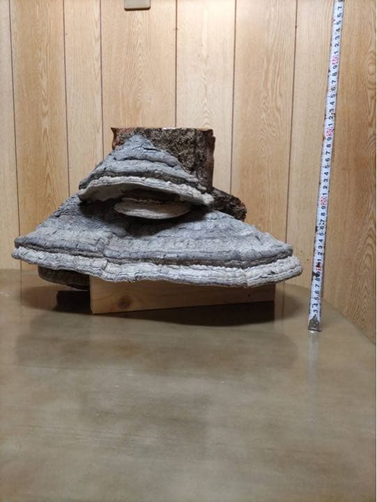 サルノコシカケ　骨董品