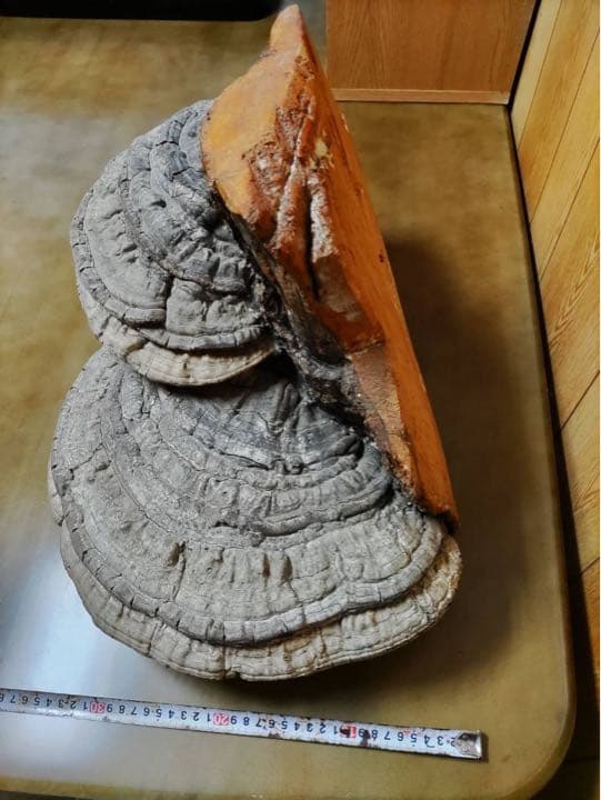 サルノコシカケ　骨董品