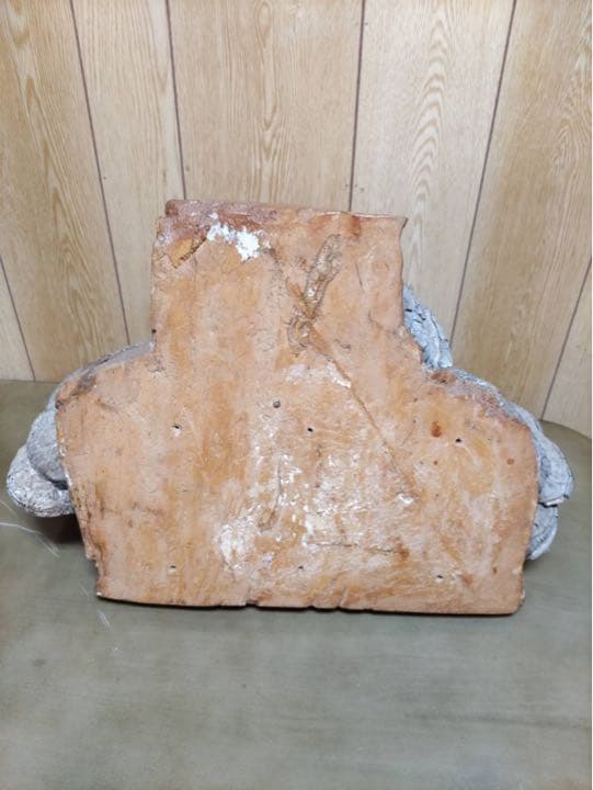 サルノコシカケ　骨董品