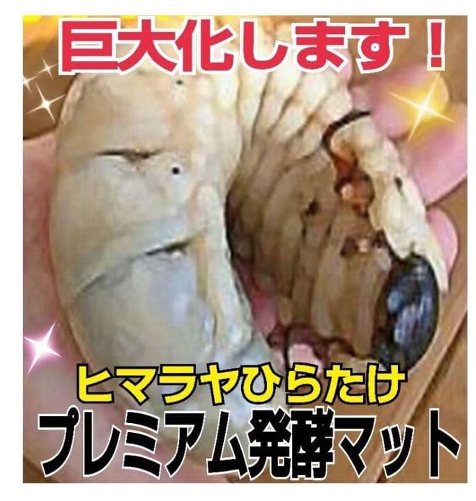 ギネスサイズ実績！特選プレミアム3次発酵カブトムシマット【6袋】特殊アミノ酸配合