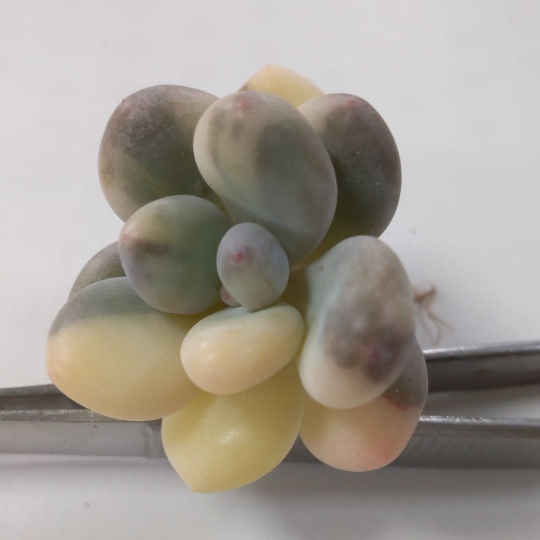 確認どうぞ♥オビフォルメ錦ひまわり紅頬科です。