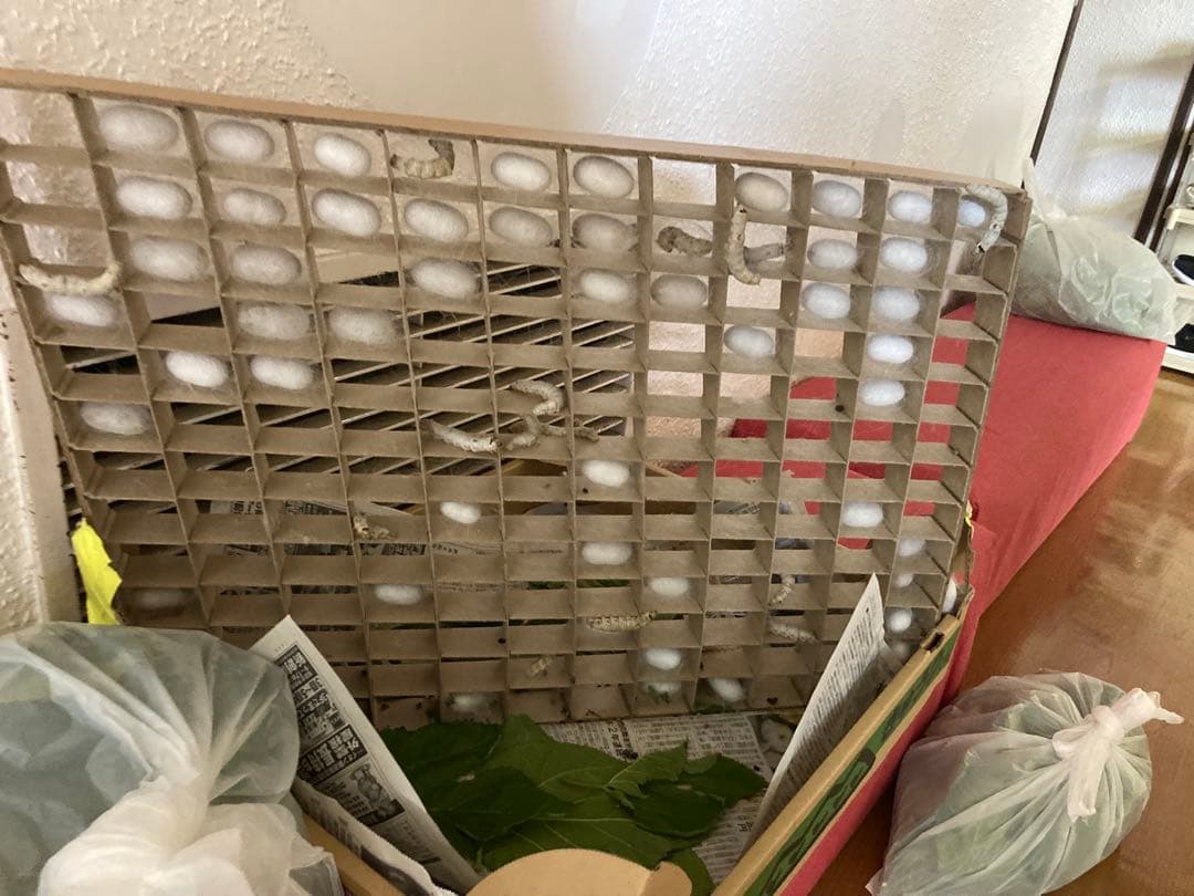 こちら確認用です