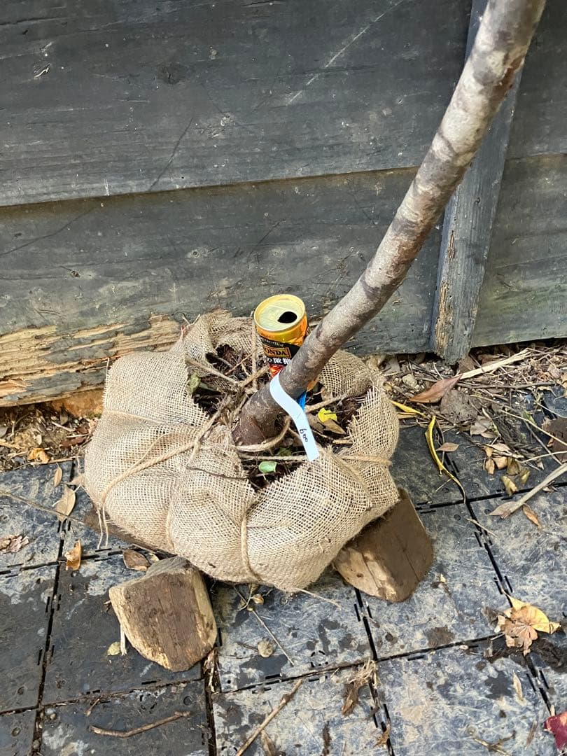 600 山採り　ウワミズザクラ