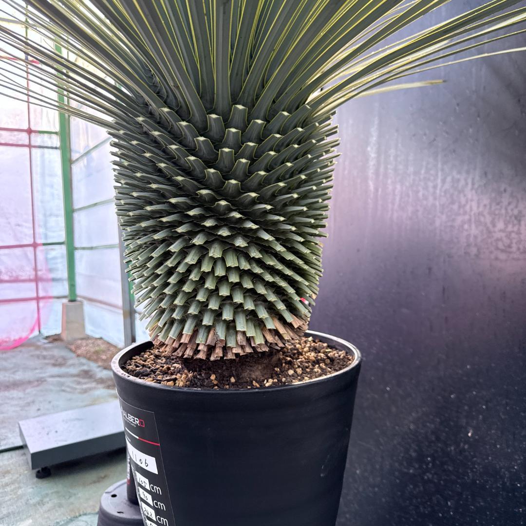 【AL1106】ユッカ　ロストラータ　バケモノ級　極太個体