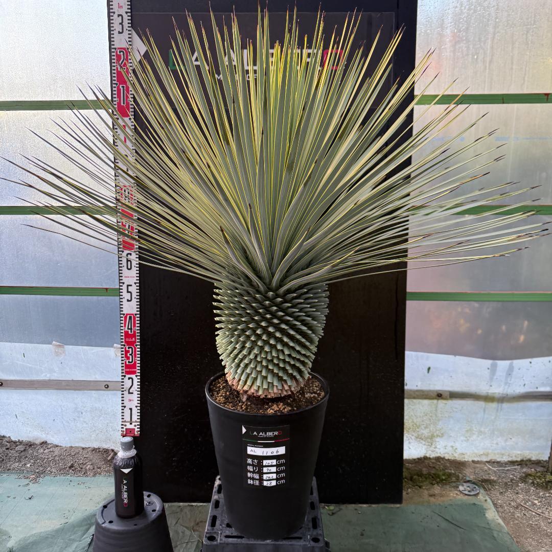【AL1106】ユッカ　ロストラータ　バケモノ級　極太個体