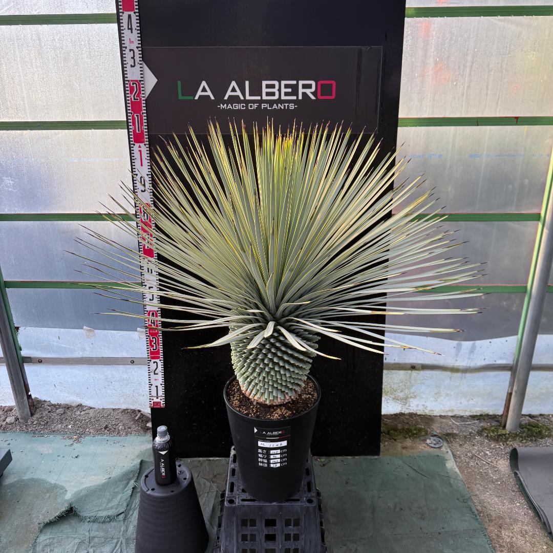 【AL1106】ユッカ　ロストラータ　バケモノ級　極太個体