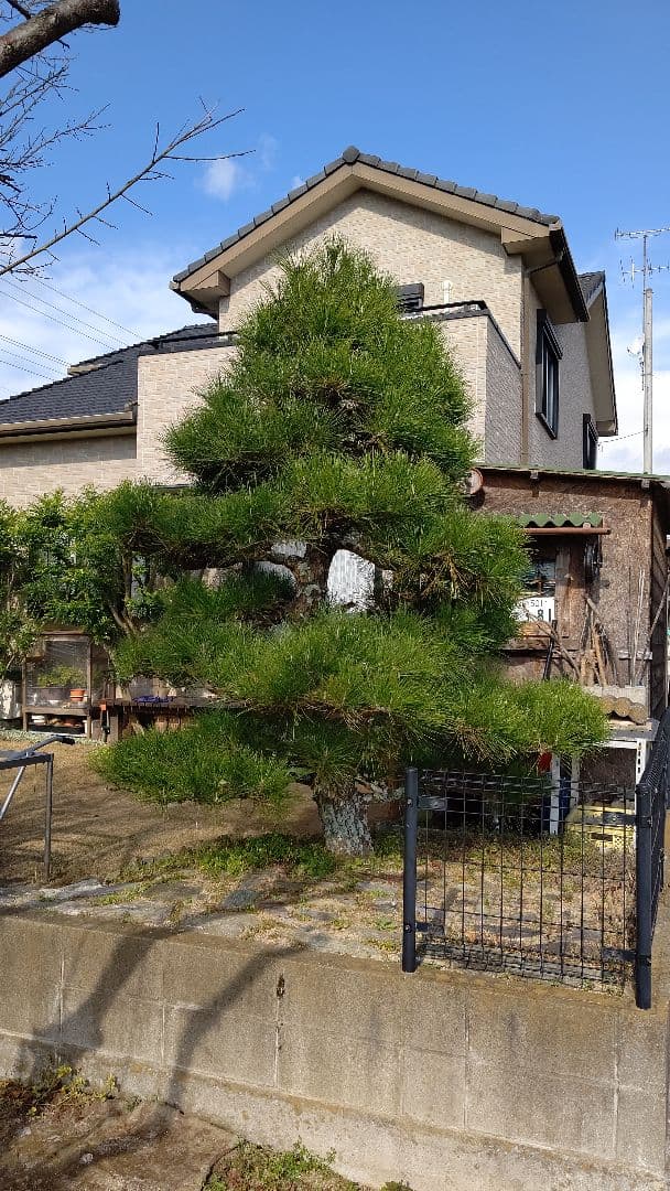 松の木 約2メートル引取限定