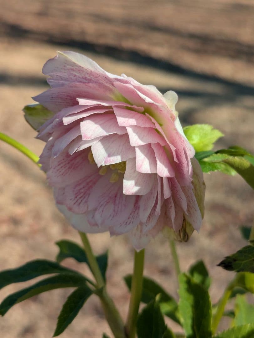 広瀬園芸 クリスマスローズ ★超多弁ベイン★ 輝くパステルピンク 蕾付き