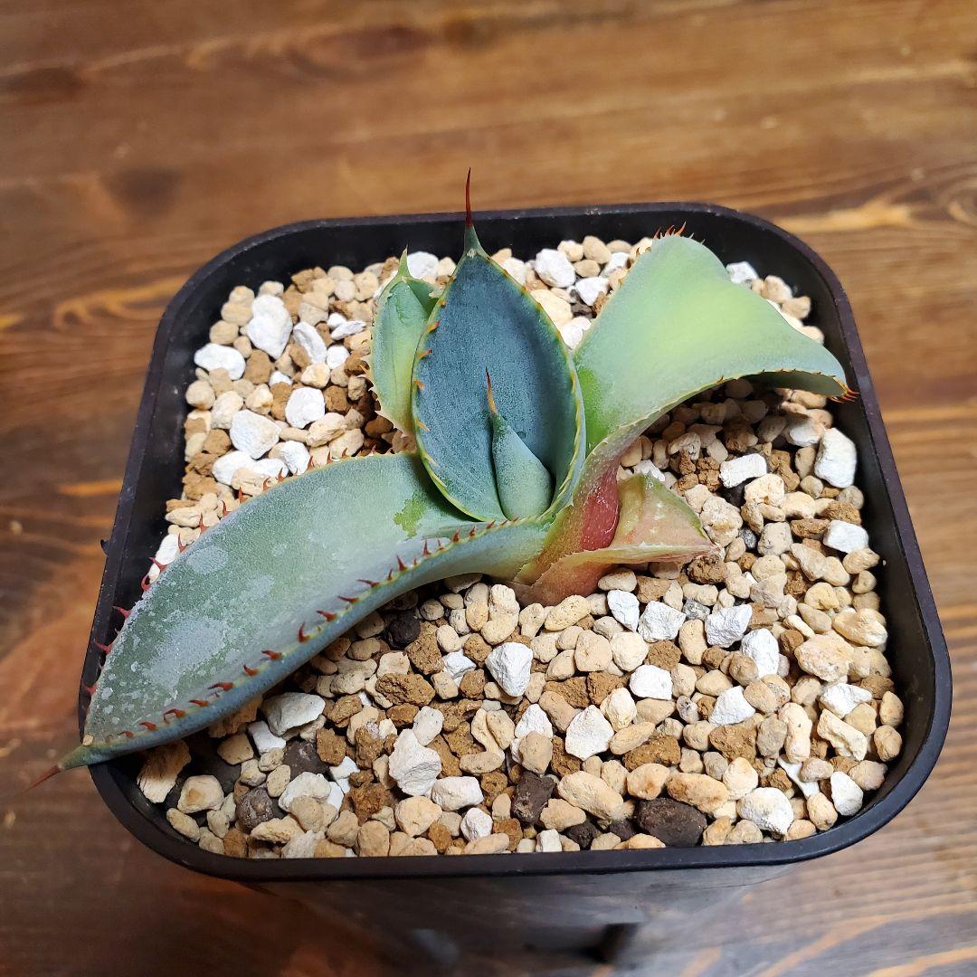 papiro台湾アガベグアダラハラナドワーフ２株