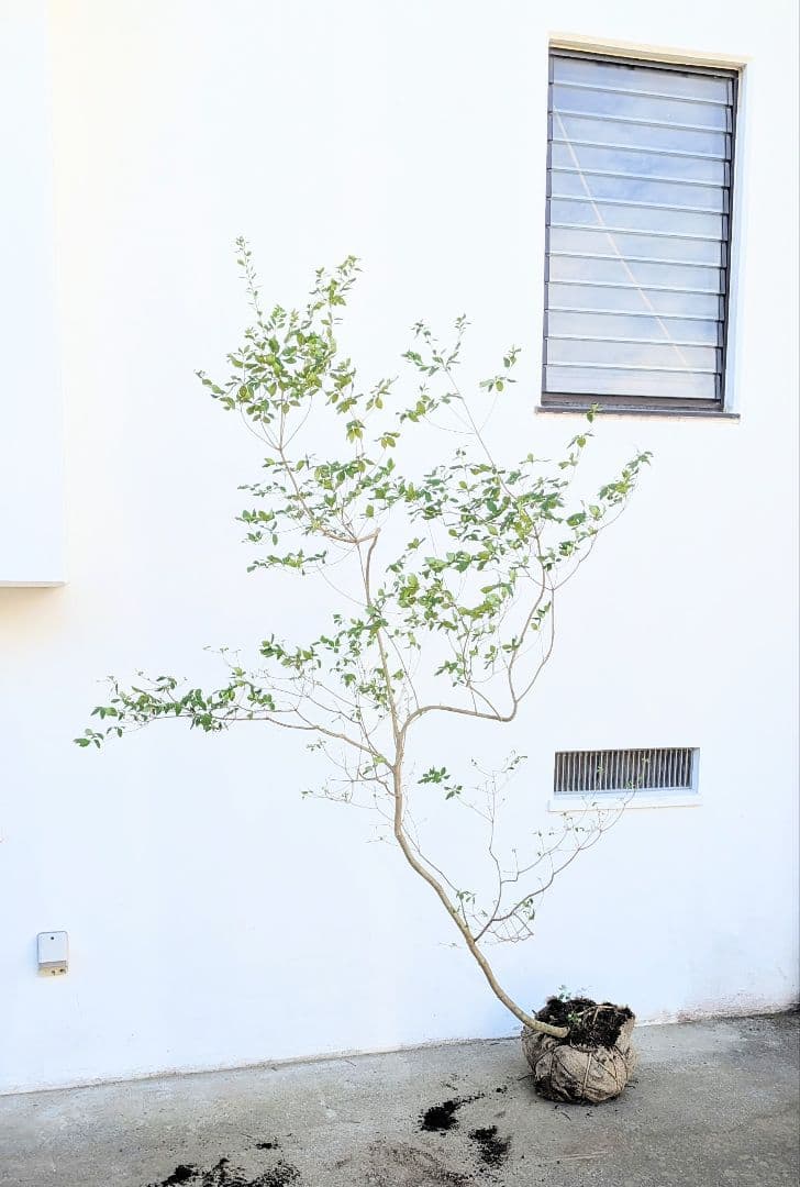 俊。。山採りドウダンツツジ。