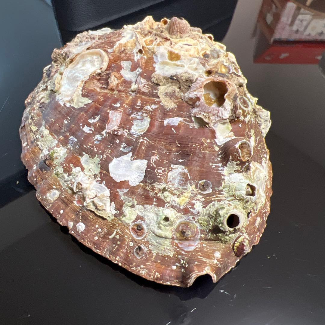 鮑玉　アワビの貝殻　アバロンパール　真珠付き約1cm強