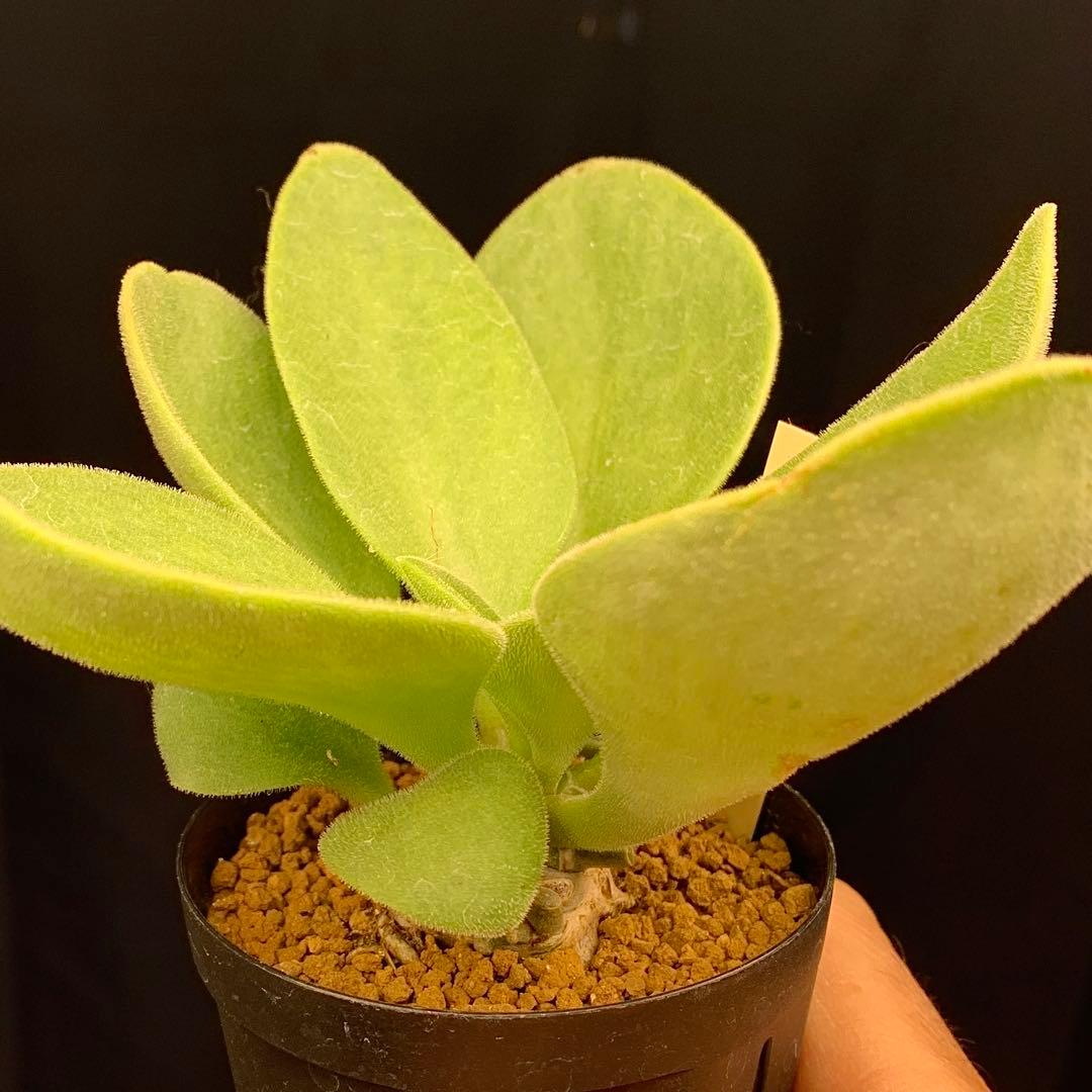 産地情報付しっかり塊根　写真2-6　チレコドン　ヒルチフォリウス　実生　多肉植物