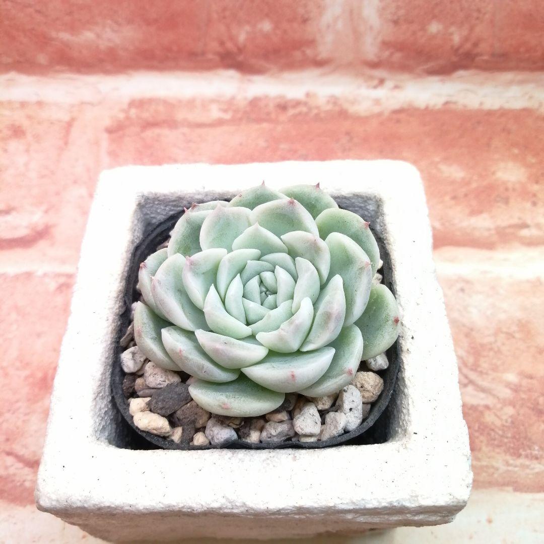 【⠀速達付き】まめこ様ご依頼分 桜大福他 多肉 エケベリア 錦玉園さん