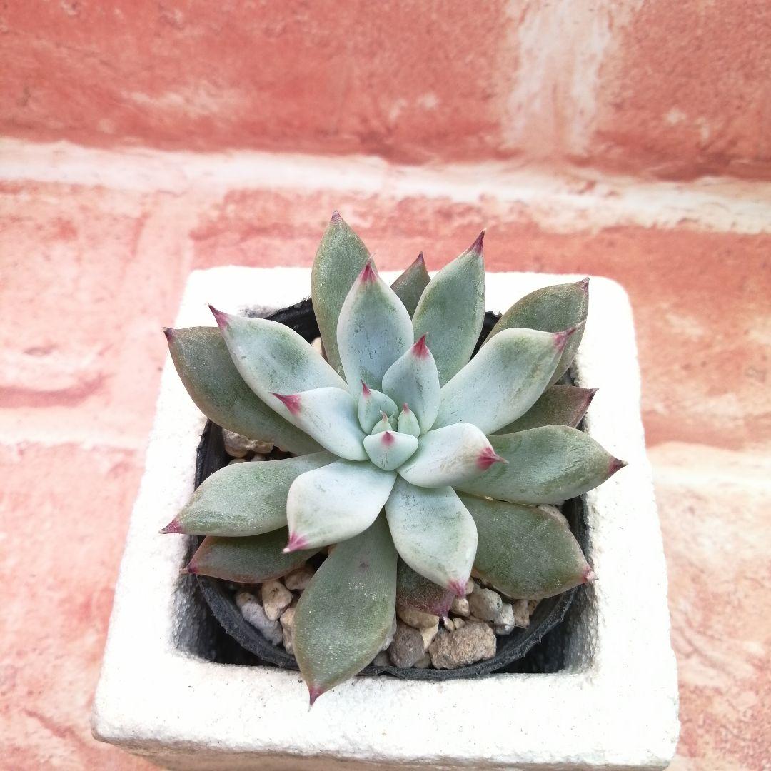 【⠀速達付き】まめこ様ご依頼分 桜大福他 多肉 エケベリア 錦玉園さん