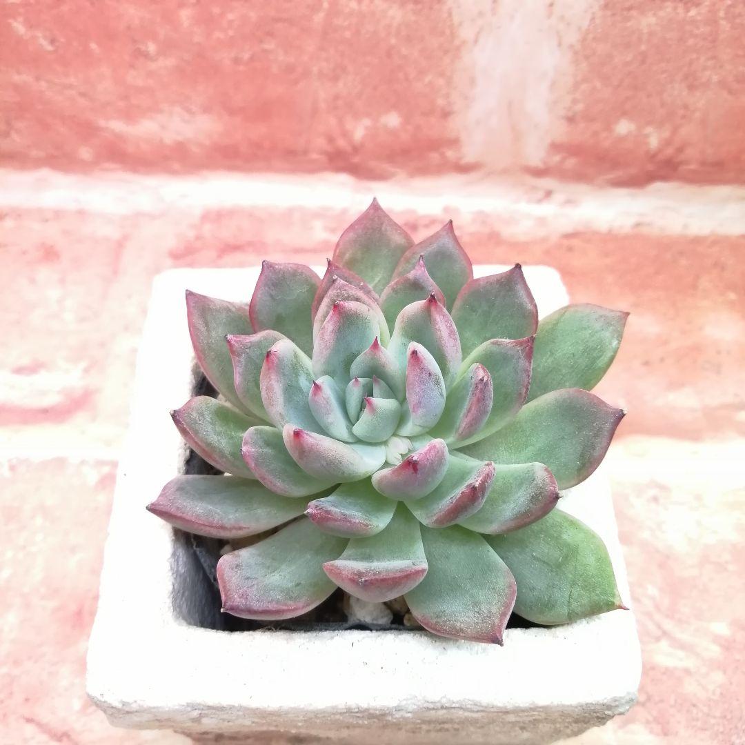 【⠀速達付き】まめこ様ご依頼分 桜大福他 多肉 エケベリア 錦玉園さん