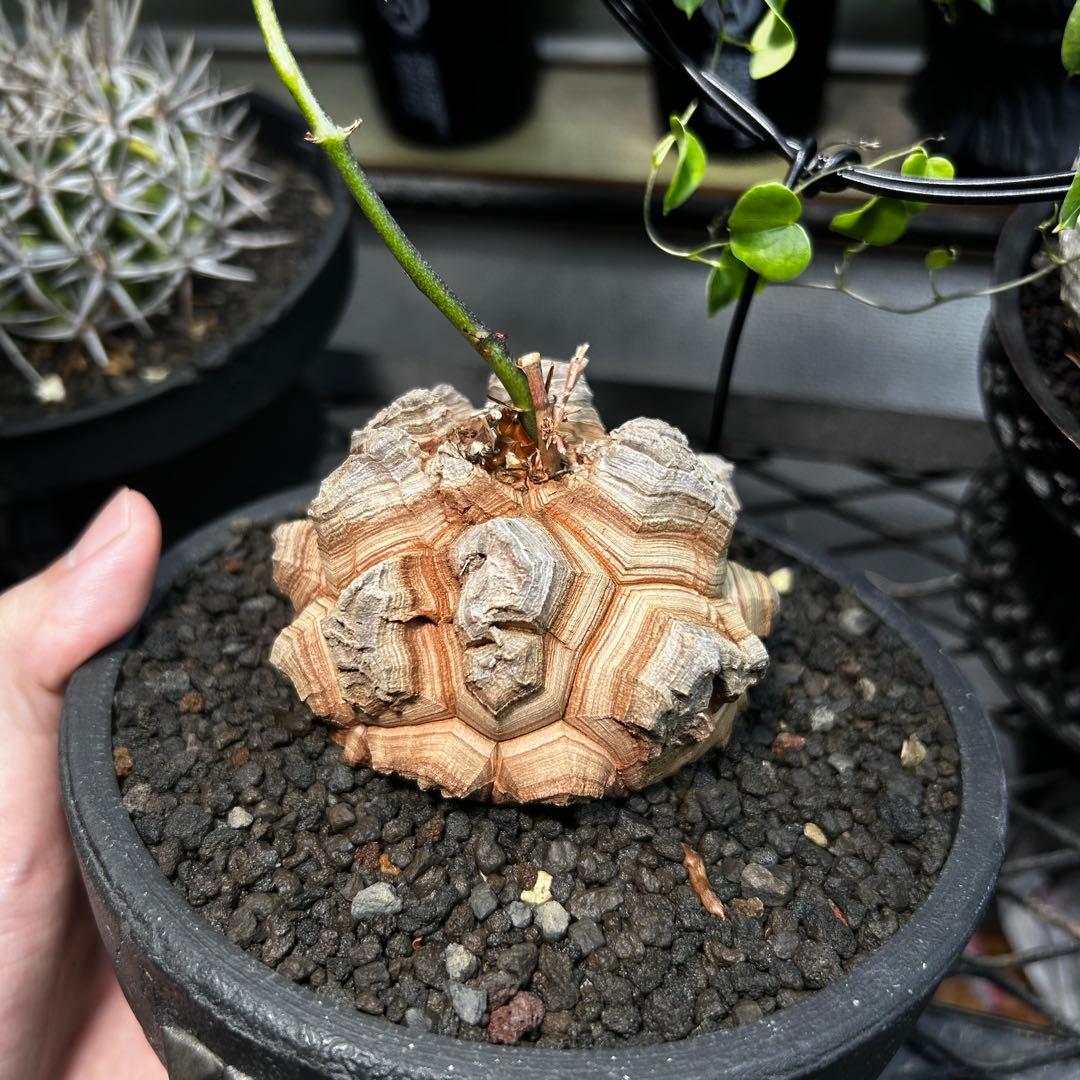 あ*ん様 亀甲竜　長谷川亀甲竜　ディオスコレアエレファンティペス　塊根植物