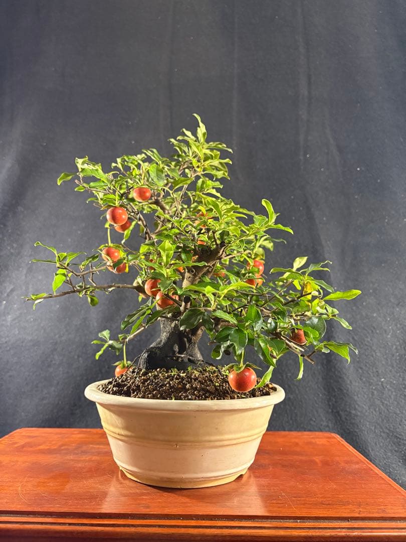 貴風盆栽、常盤柿、模様木、沢山の実付き やや傷や汚れあり